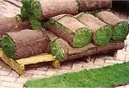 рулонная трава, трава в рулонах,  дёрн,  газон, партерный газон, травосмеси,  мятлик, мятлик луговой,  овсяница,  овсяница красная,  производители рулонных газонов,  производители рулонной травы, производители дернины, искусственный ландшафт,  фитодизайн, ландшафтный дизайн, лужайка, спортивная площадка,  озеленение, благоустройство, посев газона,  подготовка почвы под газон,  создание сеяного газона, ландшафт, дизайн, внутреннее озеленение, проектирование, системы полива, вазоны, цветники, альпинарии, посадки кустарников, подготовка почвы, семена газонных трав, кронирование, посадка крупномеров, саженцы, удобрения, дачные участки, разбивка клумб, уход за растениями, комплексное озеленение, агрохимическое обследование, дренажи, зимние сады, беседки, эскизный проект по озеленению, интерьер, миксбордер, рабатки, дорожки, площадки, подпорные стенки, сервисное обслуживание, садовники, вывоз мусора, уборка территории, мощение плиткой, садовый инструмент, озеленение внутренних двориков, садовая техника, малые архитектурные формы, консультации по озеленению, вертикальное озеленение, природный камень, озеленение балконов, устройство водоемов, комнатные цветы, садово-парковое строительство, элитарное озеленение, зеленое оформление помещений, посадочный материал, декоративные растения, мульчирование, установка бордюрного камня, укладка тротуарной плитки, реставрация газонов, реанимация растений, средства защиты растений, санитарная обрезка деревьев и кустарников, горки, озеленение склонов, озеленение офисов, живые изгороди, планировка, перголы, барбекю, озеленение детских площадок, озеленение фасадов, посадка плодовых деревьев, земляные работы, рокарии, устройство территории